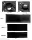 Fig. 06 - Methods of screening agents for activity using teleosts