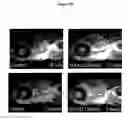 Fig. 22 - Methods of screening agents for activity using teleosts