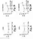 Fig. 03 - Human photoaged skin model