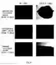 Fig. 05 - Plant virus vector