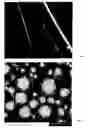 Fig. 03 - Geopolymeric particles, fibers, shaped articles and methods of manufacture