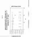 Fig. 10 - Intermittent dosing of nitric oxide gas
