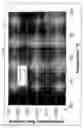 Fig. 10 - Process for crosslinking free-radical crosslinkable polymers