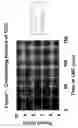 Fig. 20 - Process for crosslinking free-radical crosslinkable polymers