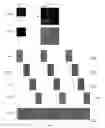 Fig. 05 - Increased color depth, dynamic range and temporal response on electronic displays