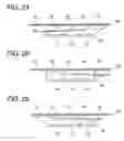Fig. 23 - THREE-DIMENSIONAL IMAGE REPRODUCING APPARATUS AND METHOD