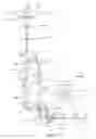 Fig. 16 - Confocal optical scanning device