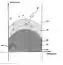 Fig. 01 - Method for visualization of echoes received by an active sonar using a line spectrum emission