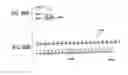 Fig. 61 - Accommodation belt for rolling element, and linear guide apparatus