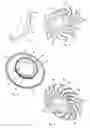 Fig. 02 - Impeller