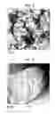 Fig. 05 - Particle having mesopore loaded with biological substance, sensor including the same, and method for detecting specimen