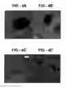 Fig. 05 - Lower pressure synthesis of diamond material