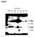 Fig. 05 - Native TRRE: protein implicated in TNF receptor shedding for treating arthritis and inflammation