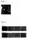 Fig. 02 - Regenerated corneal endothelial cell sheets, processes for producing the same, and methods of using the same