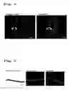 Fig. 04 - Regenerated corneal endothelial cell sheets, processes for producing the same, and methods of using the same