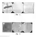 Fig. 02 - strains and uses thereof