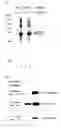 Fig. 03 - MKK7 activation inhibitor