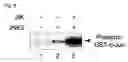 Fig. 07 - MKK7 activation inhibitor