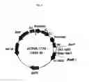 Fig. 06 - Recombinant antibody composition