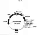 Fig. 14 - Recombinant antibody composition