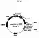 Fig. 15 - Recombinant antibody composition