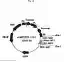 Fig. 17 - Recombinant antibody composition