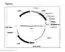 Fig. 07 - Peptide-immunoglobulin-conjugate