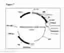 Fig. 08 - Peptide-immunoglobulin-conjugate