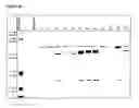 Fig. 09 - Peptide-immunoglobulin-conjugate