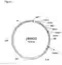Fig. 02 - Muteins of a bilin-binding protein with affinity for a given target