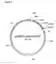Fig. 05 - Muteins of a bilin-binding protein with affinity for a given target