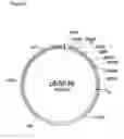 Fig. 06 - Muteins of a bilin-binding protein with affinity for a given target
