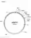 Fig. 08 - Muteins of a bilin-binding protein with affinity for a given target