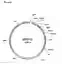 Fig. 10 - Muteins of a bilin-binding protein with affinity for a given target