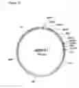 Fig. 11 - Muteins of a bilin-binding protein with affinity for a given target