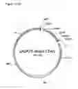Fig. 13 - Muteins of a bilin-binding protein with affinity for a given target
