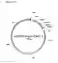Fig. 15 - Muteins of a bilin-binding protein with affinity for a given target