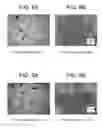 Fig. 08 - PROCESSES FOR MAKING PARTICLE-BASED PHARMACEUTICAL FORMULATIONS FOR ORAL ADMINISTRATION