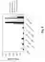 Fig. 07 - COMPOSITIONS AND METHODS FOR DELIVERY OF PROTEINS AND ADJUVANTS ENCAPSULATED IN MICROSPHERES