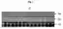 Fig. 02 - Photoalignment of liquid crystals using poly(vinylstilbazolium) polymers