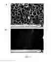 Fig. 14 - Mesoporous membranes with complex functional architectures and methods for making