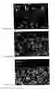 Fig. 02 - Cathode material for a high-temperature fuel cell (sofc) and a cathode that can be produced therefrom