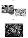 Fig. 03 - Electrode materials and lithium battery systems