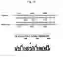Fig. 13 - Method for detecting gene specifying allergic predisposition