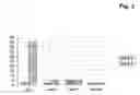 Fig. 04 - Method and kit for the isolation of rna