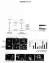 Fig. 02 - Compositions and methods for inhibiting EB-1-mediated microtubule stability