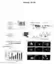 Fig. 05 - Compositions and methods for inhibiting EB-1-mediated microtubule stability