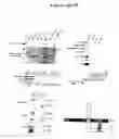 Fig. 07 - Compositions and methods for inhibiting EB-1-mediated microtubule stability