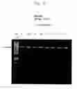 Fig. 03 - DNA polymerase fusions and uses thereof