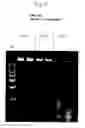 Fig. 04 - DNA polymerase fusions and uses thereof